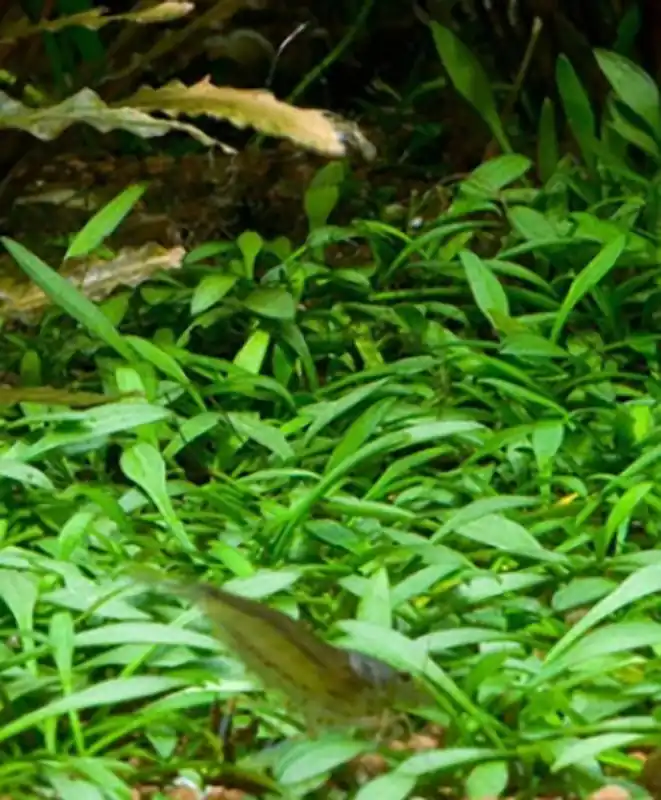 Ausverkauf Kleiner Wasserkelch: Cryptocoryne parva