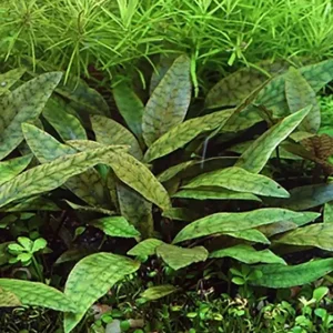 Purpurwasserkelch: Cryptocoryne x purpurea Preisknaller