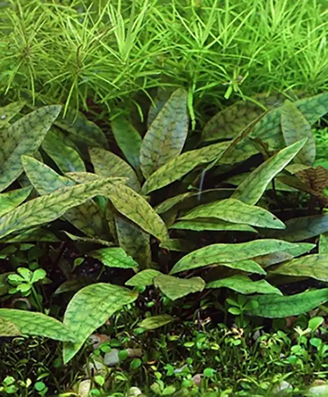 Purpurwasserkelch: Cryptocoryne x purpurea Preisknaller