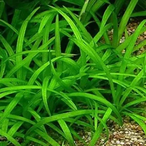 Nur Für Kurze Zeit Kleines Zwergschwertpflänzchen: Echinodorus tenellus (Helanthium tenellum)