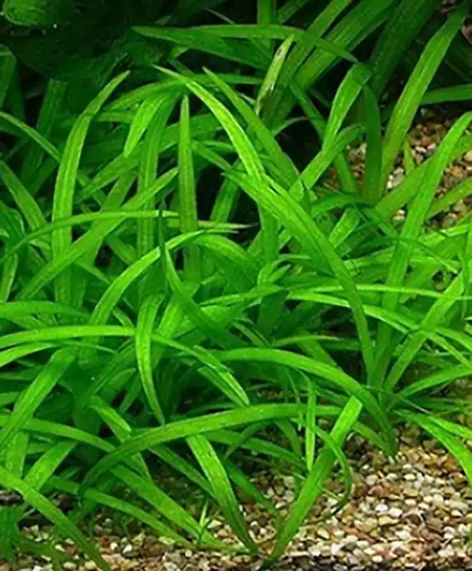 Nur Für Kurze Zeit Kleines Zwergschwertpflänzchen: Echinodorus tenellus (Helanthium tenellum)