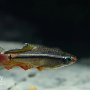 Vietnam Zwergkardinalfisch (Tanichthys micagemmae) Jetzt Kaufen