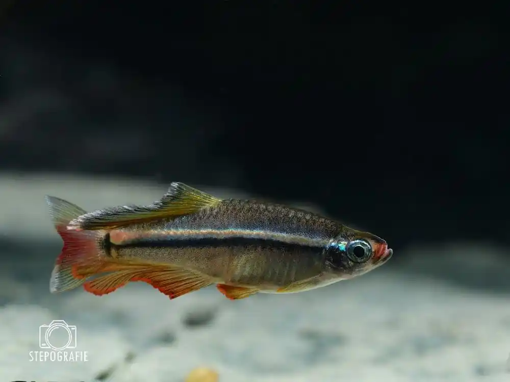 Vietnam Zwergkardinalfisch (Tanichthys micagemmae) Jetzt Kaufen