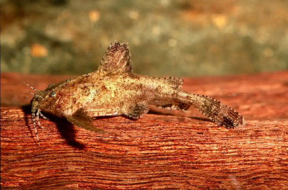 Deltaflügel Zwergwels (Hara jerdoni) Abverkauf