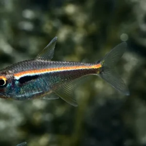 Amapa Glühlichtsalmler (Hyphessobrycon amapaensis) Heißes Angebot