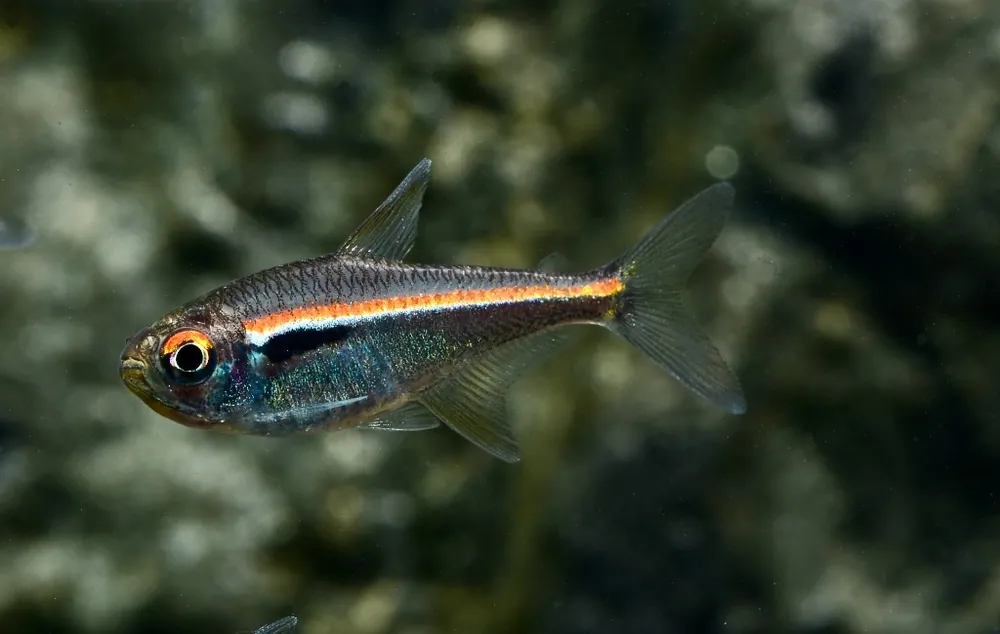 Amapa Glühlichtsalmler (Hyphessobrycon amapaensis) Heißes Angebot