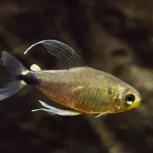 Schilfsalmler (Hyphessobrycon elachys) Sofort Bestellen