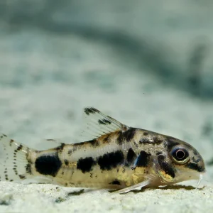 Top-Angebot Schachbrett Zwergpanzerwels (Corydoras habrosus)