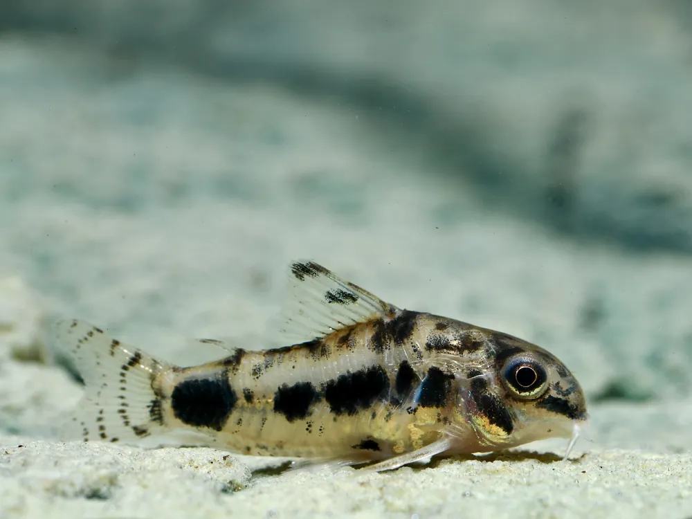 Top-Angebot Schachbrett Zwergpanzerwels (Corydoras habrosus)
