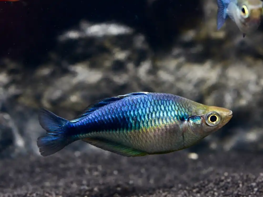 Aquamarin, bzw. Türkis oder Blauer Regenbogenfisch (Melanotaenia lacustris) Sichere Zahlung
