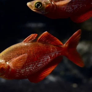 Sofort Bestellen Lachsroter Regenbogenfisch (Glossolepis incisus)