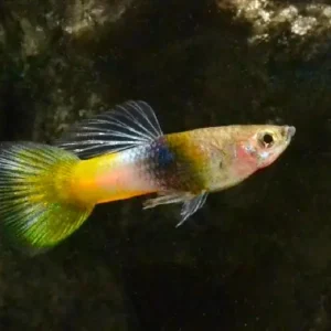 Angebot Guppy „Bumble Bee“ (Poecilia reticulata)