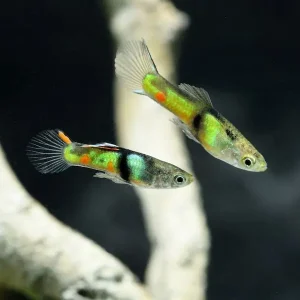 Schneller Versand Endler Guppy „El Tigre“, Männchen