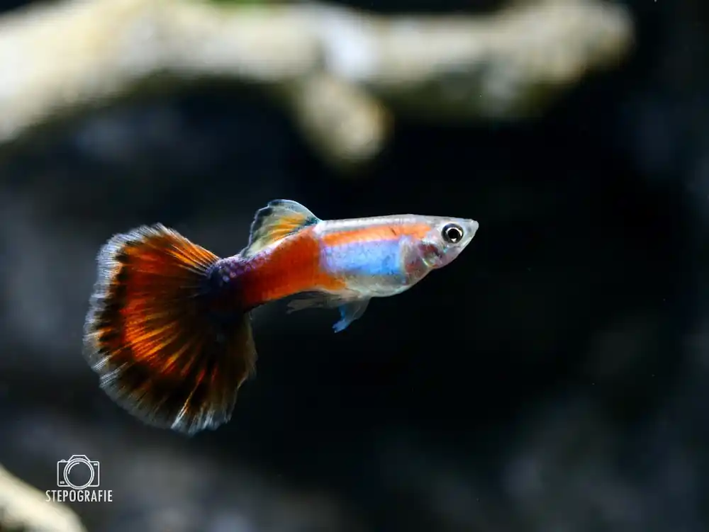 Guppy „Red Queen“ (Poecilia reticulata) Zertifiziert