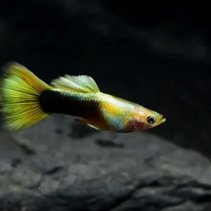 Guppy „Yellow Tuxedo“ (Poecilia reticulata) Top-Preis