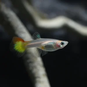 5 x Guppy Weibchen Mix Gelb (Poecilia reticulata) Schneller Versand