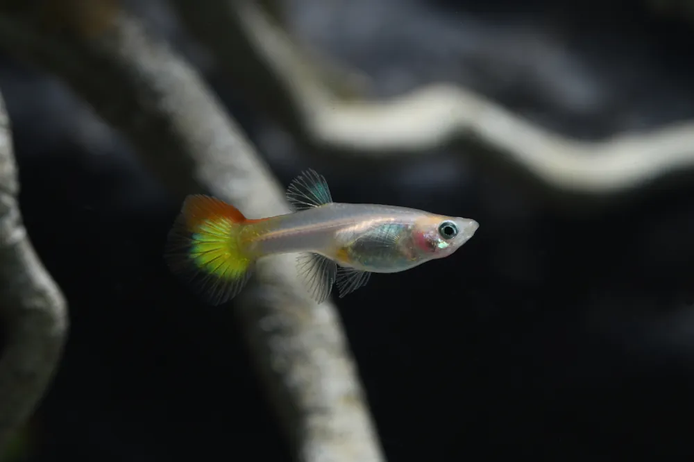 5 x Guppy Weibchen Mix Gelb (Poecilia reticulata) Schneller Versand
