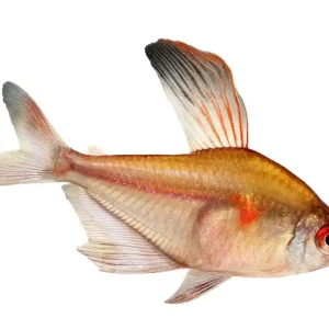 Billig Kirschflecksalmler L (Hyphessobrycon erythrostigma)