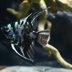 Top-Angebot Skalar Blue Marble (Pterophyllum scalare var.)