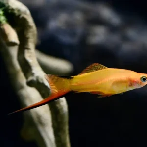 Schwertträger Komet Gold (Xiphophorus helleri var.) Billig