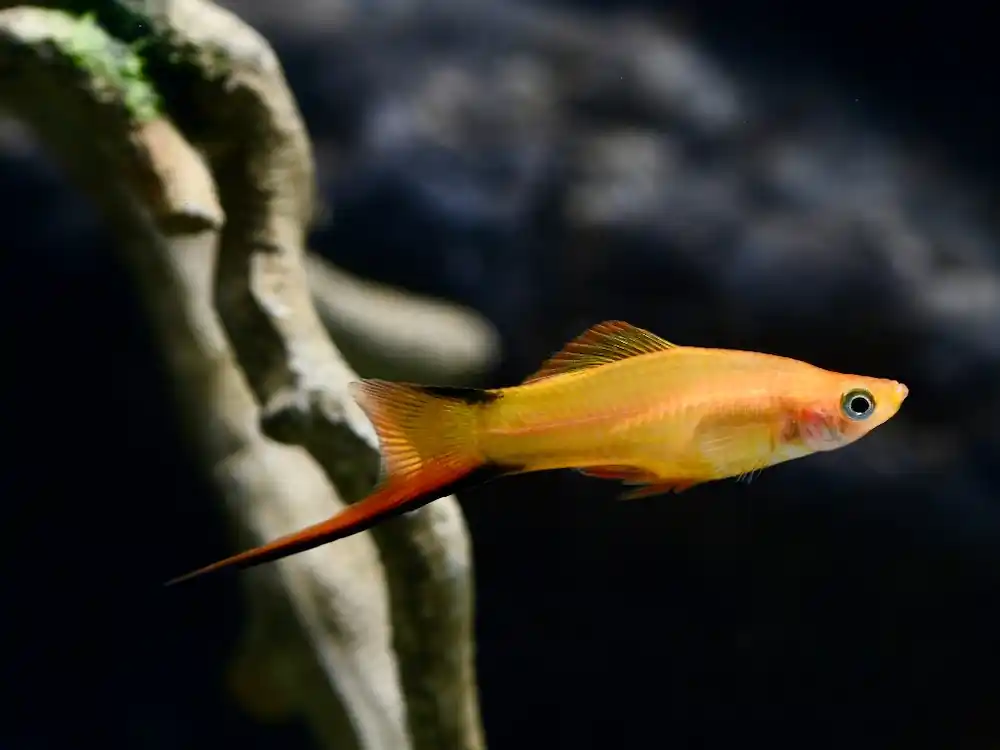Schwertträger Komet Gold (Xiphophorus helleri var.) Billig