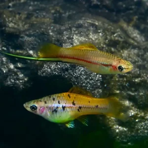 Wilder Schwertträger (Xiphophorus helleri) Geprüft