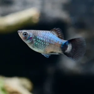 Wagtail Blau Platy (Xiphophorus maculatus var.) Zertifiziert