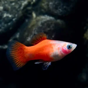Rot-Weiß Platy (Xiphophorus maculatus var.) Expressversand
