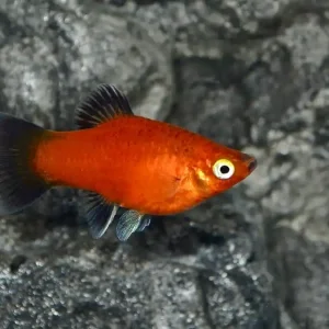 Roter Wagtail Platy (Xiphophorus maculatus var.) Direkt Vom Hersteller