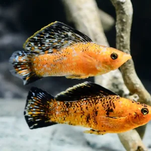 Markenprodukt Orange Black Spotted Segelkärpfling bzw. Roter Leopard Molly (Poecilia velifera var.)