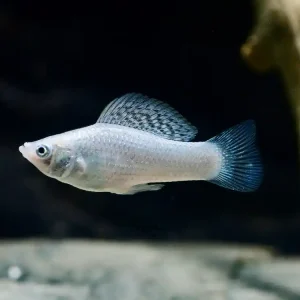 Neu Silber Molly (Poecilia sphenops var.)