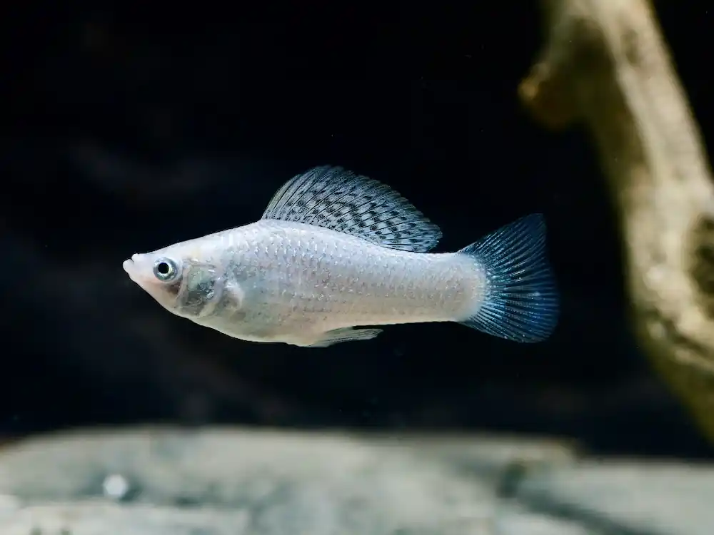 Neu Silber Molly (Poecilia sphenops var.)
