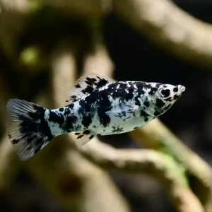 Knallerangebot Salz und Pfeffer Molly (Poecilia sphenops var.)