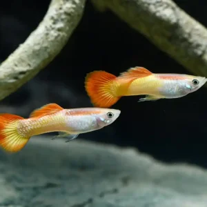 Guppy Sunset (Poecilia reticulata var.) Garantierte Lieferung