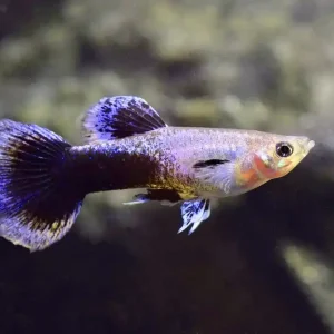 Guppy Blue Jeans (Poecilia reticulata var.) Must-Have
