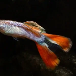 Guppy Scissortail (Poecilia reticulata var.) Highlight