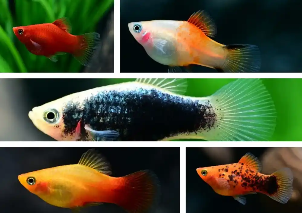 Echt Platy-Mix versch. Farben (Xiphophorus maculatus): 5 Tiere