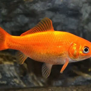 Goldfisch Klassisch 4-7 cm (Carassius auratus) Billig