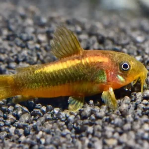 Knallerangebot "Golden Laser Panzerwels" (Corydoras spec. golden stripe CW10)