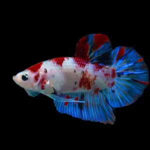 Betta plakat Koi nemo (Betta splendens) Knallerangebot