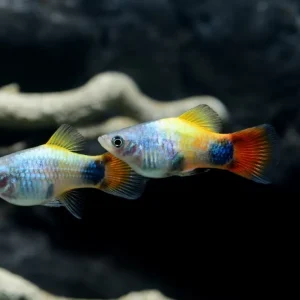 Preisreduziert Blue Butterfly Moon Platy (Xiphophorus maculatus var.)