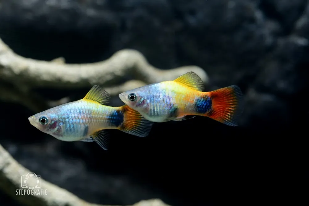 Preisreduziert Blue Butterfly Moon Platy (Xiphophorus maculatus var.)