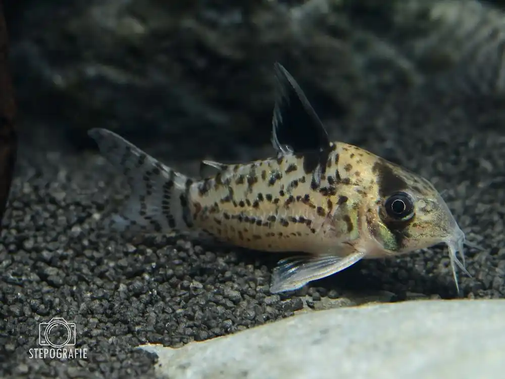 Begrenztes Angebot Schwarzflossen Panzerwels (Corydoras leucomelas)