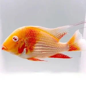 Heckels Buntbarsch albino (Acarichthys heckelii albino) Jetzt Kaufen