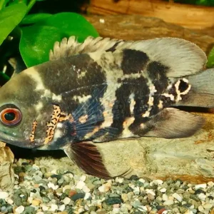 Pfauenaugenbuntbarsch "Oskar" (Astronotus ocellatus) Beliebt
