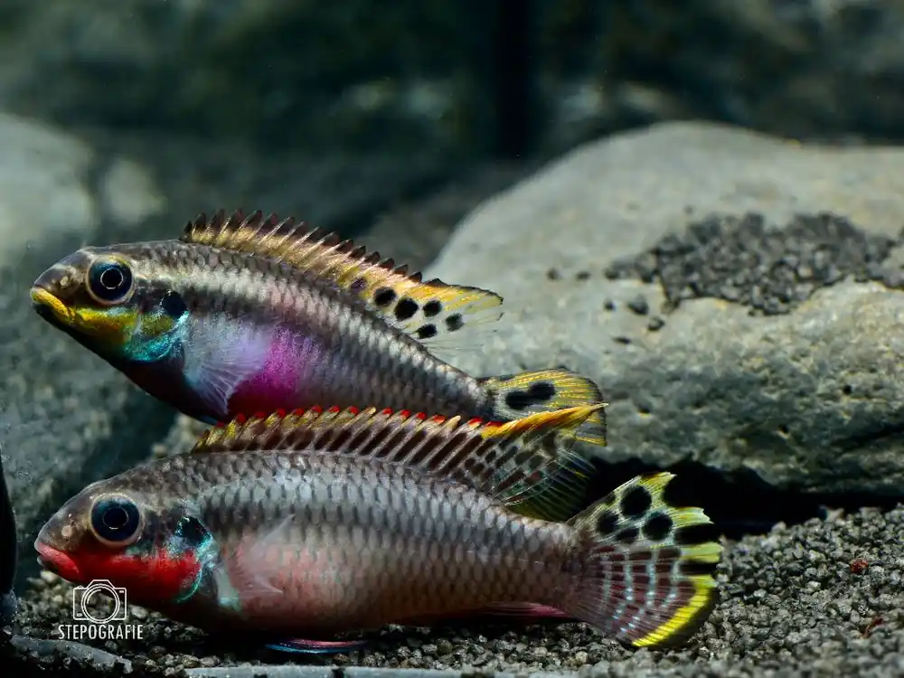 Preiswert Smaragd-Prachtbarsch (Pelvicachromis taeniatus nigeria red)