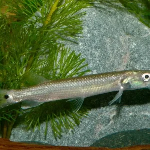 Hujeta Hechtsalmler NZ 5 cm (Ctenolucius hujeta) Begrenztes Angebot