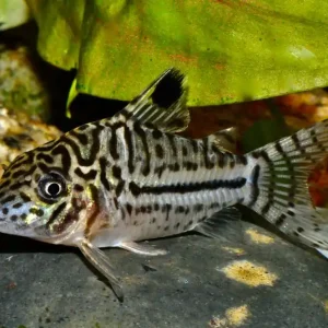 Garantierte Lieferung Leopard Panzerwels L (Corydoras leopardus)