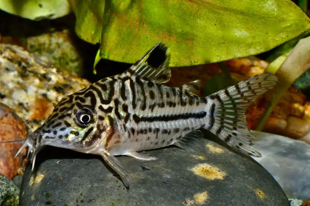 Garantierte Lieferung Leopard Panzerwels L (Corydoras leopardus)