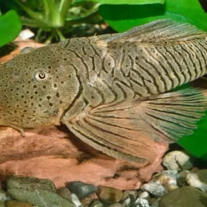 Gebirgs-Harnischwels (Chaetostoma thomasi) Preisknaller